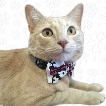 cat wearing a hello kitty bow tie