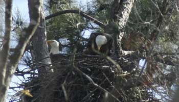 Bald Eagles In a Nest