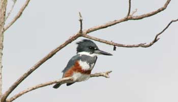 belted king fisher on a branch