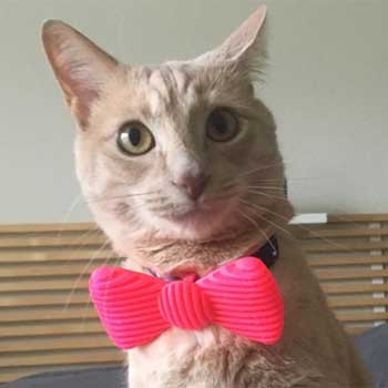 cat wearing bowtie