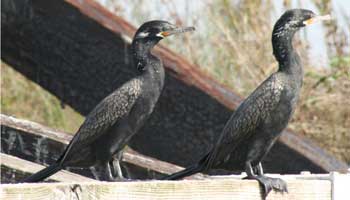 cormorants on a bridge