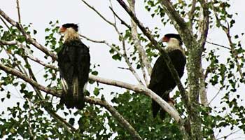 two Crested Caracara in a tree