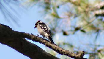 Downy woodpecker branch