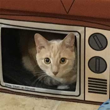 cat in a box that looks like a television